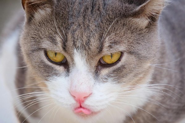 Unlock top ad spy strategies for boosting dropshipping sales